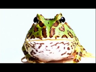 Evolution - The evolution of communication  HD 1080p