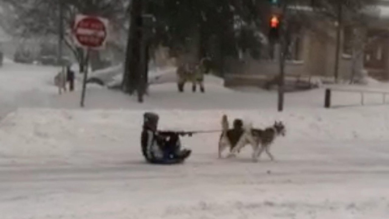 Sometimes dog sledding is the most efficient form of transportation