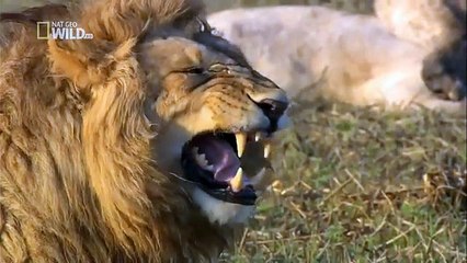 Lionesses defend their cubs