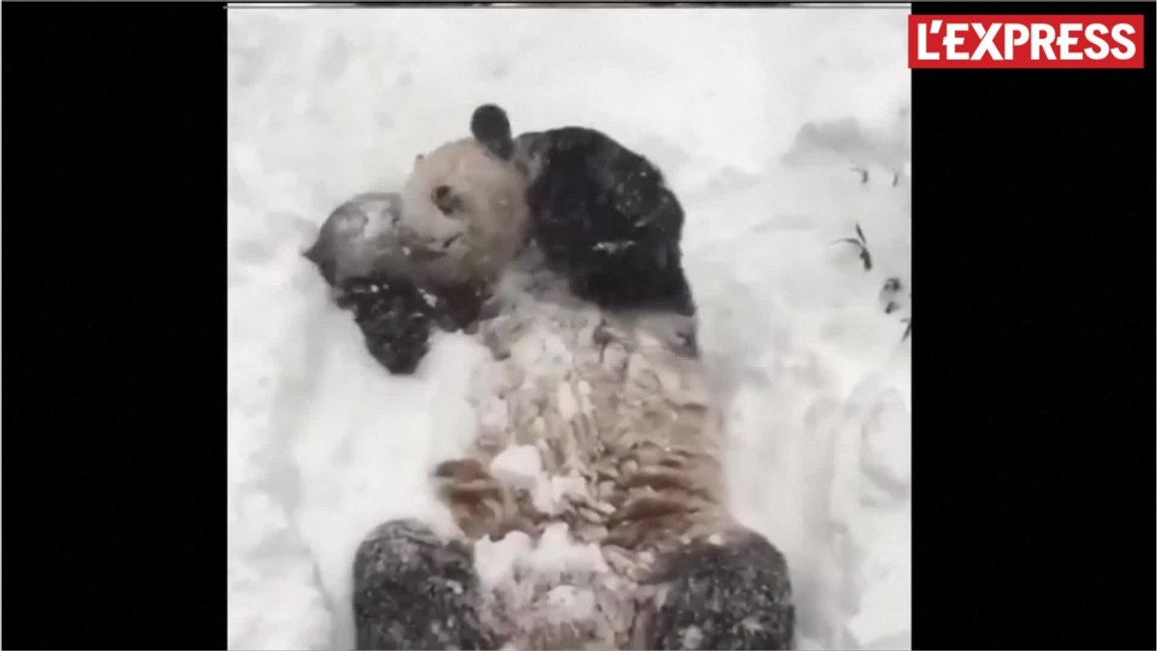 Le panda du zoo de Washington batifole dans la neige