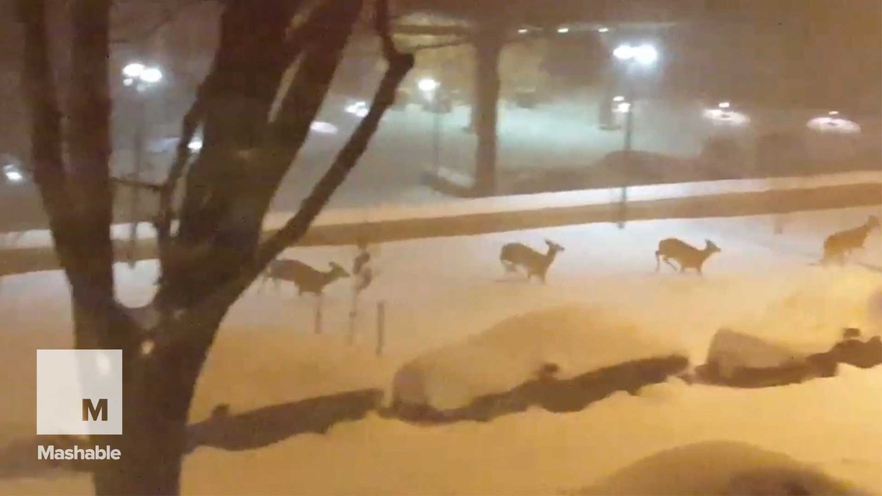 Mob of deer spotted frolicking in Washington, D.C., park