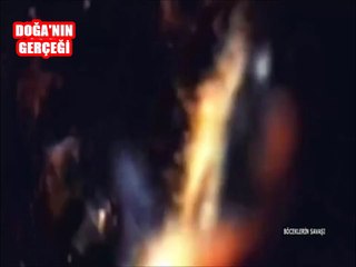 Bal Arısı yuvasına saldırılırsa...