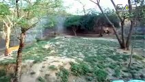 Indian Drunker Jumps Into Tiger Lion  Enclosure And Survives