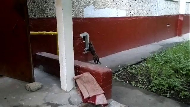 The cat stole fish. кот с рыбой