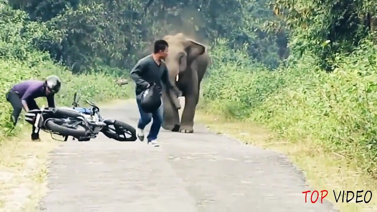 When Animal Attacks Human - Amazing Video Compi...