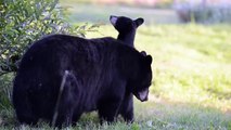 Mother Bear Nurses Her Cubs   2012