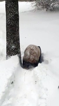 Un panda géant s'amuse dans la neige