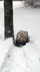 Un panda géant s'amuse dans la neige