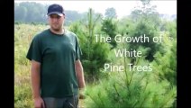 About....White Pine Tree Growth