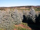 Blue Spruce Trees    Available Near Phila