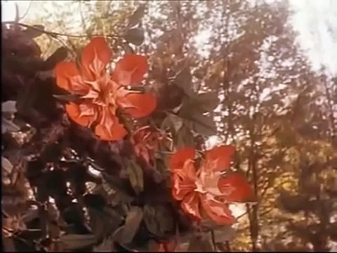 CAPERUCITA ROJA PELICULA COMPLETA CASTELLANO ACCION FANTASIA AVENTURAS DRAMA AMOR