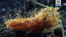 Extrañas criaturas de Lembeh en el Cinturón de fuego del Pacífico