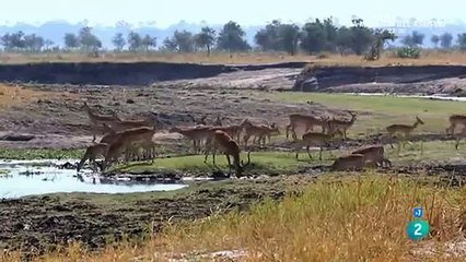 Los cocodrilos de Katuma - Documentales de la 2