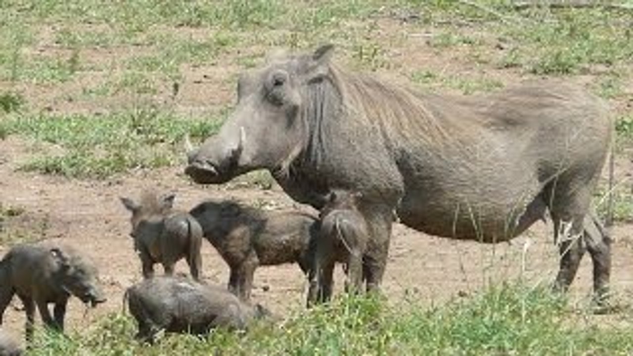 Animal Life Video: Warthog Documentary (Animal Documentary Full Length)