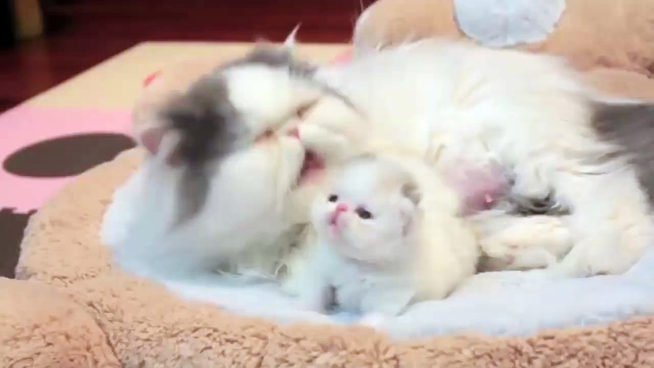 Kadın 40 CM Salatalığı ağzına alıyor!