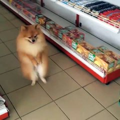 A Dog Walk like Human - An Amazing Video!