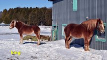 scènes hivernale du 3ième rang ouest