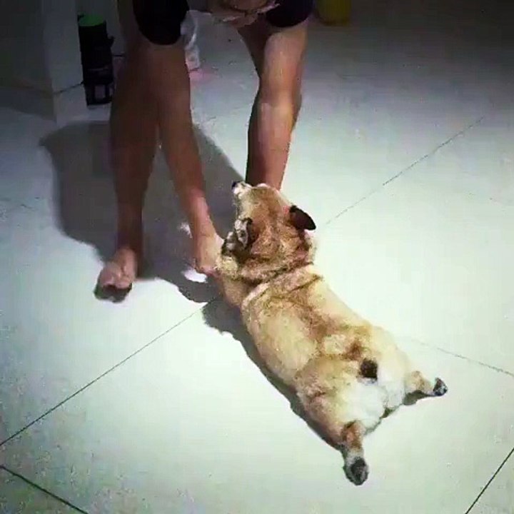 A Corgi mop!