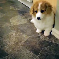 A Corgi puppy greets his best friend!