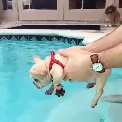 A French Bulldog puppy going for a swim!