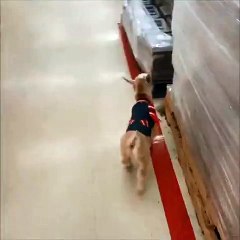 A goat conquering Home Depot!