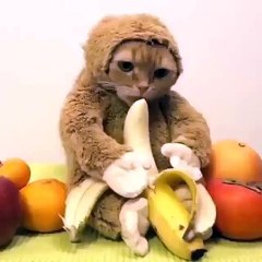 A monkey cat eating a banana...