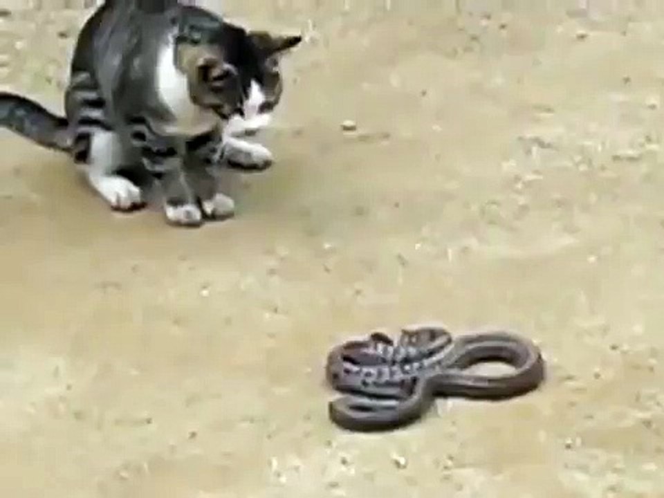 Cat Attack Snake - Vídeo Dailymotion