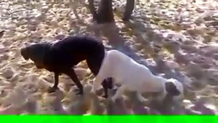 لن تصدق ماستراه_You will not believe what you'll see