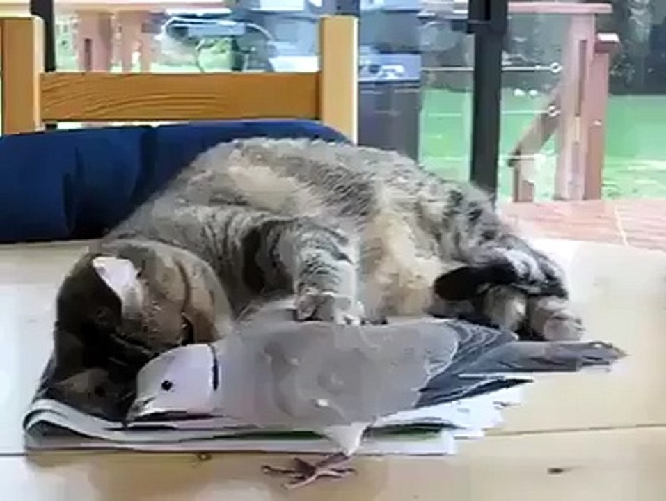 Kediyi Ayar Eden Kuş