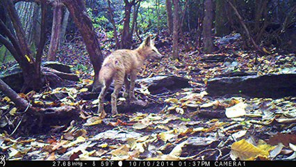 Strange creature at trail cam is a Samson Red Fox!
