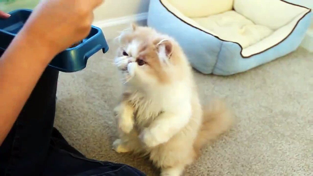 Beautiful Cat eating breakfast
