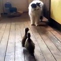 Kediyi Kovalayan Çılgın Ördek Yavruları