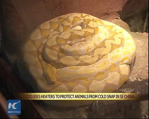 Current Situation in Chinese zoo After soo much Cold