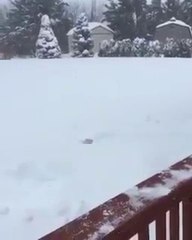 OMG Girl Dive into the snow