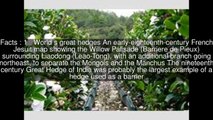 World's great hedges of Hedge Top 5 Facts