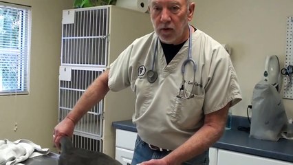 Cat with Obstructed Bladder