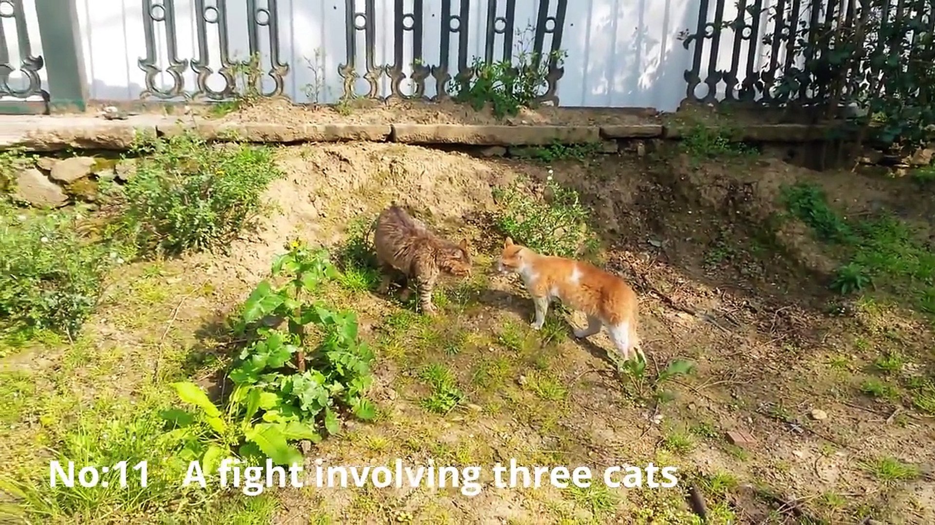 ⁣Funny Cats / Funny cat videos 2016