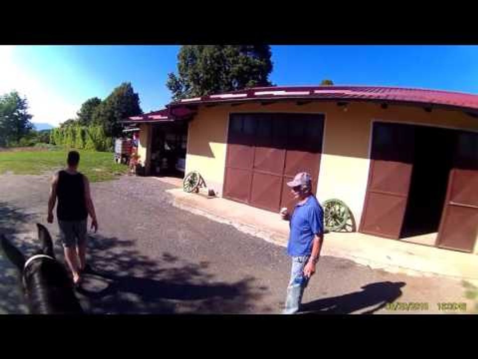 Funny Animal Videos Horses 2015 | Funny Animal Videos | Funny Animals 2014 | Funny Animals