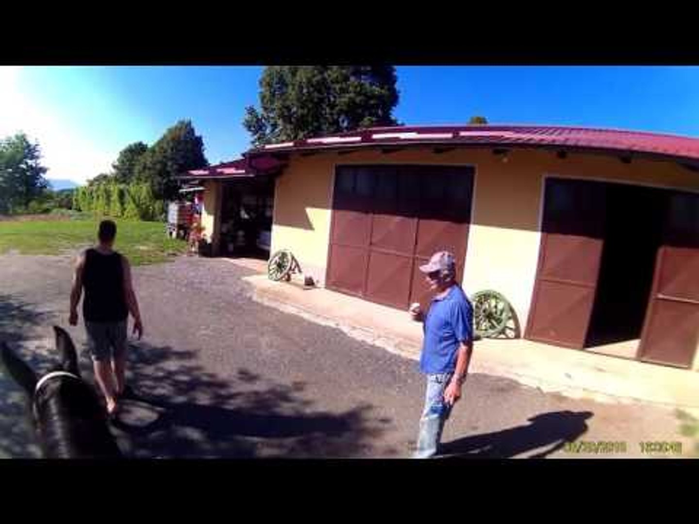 ⁣Funny Animal Videos Horses 2015 | Funny Animal Videos | Funny Animals 2014 | Funny Animals