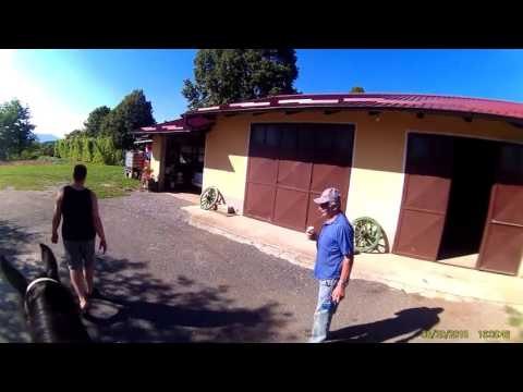 Funny Animal Videos Horses 2015 | Funny Animal Videos | Funny Animals 2014 | Funny Animals