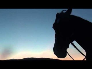 Funny Horses   A Funny Horse Videos Compilation 2015