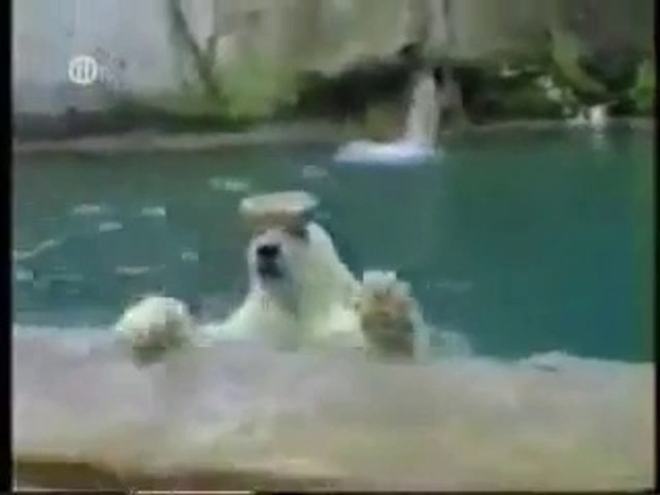 Very Funny Funy Video Clips