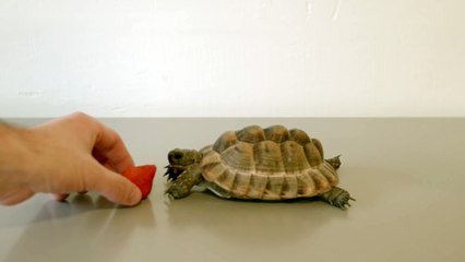 Alan Rickman’s Final Role Was the Voiceover of this Tortoise Eating a Strawberry