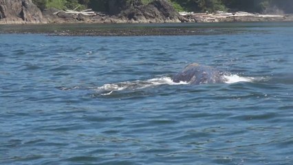 Whale Watching Tour in Tofino