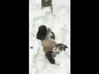 Panda Tian Tian Enjoys Roll Around In Washington Snow