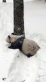 Tian Tian in the Snow