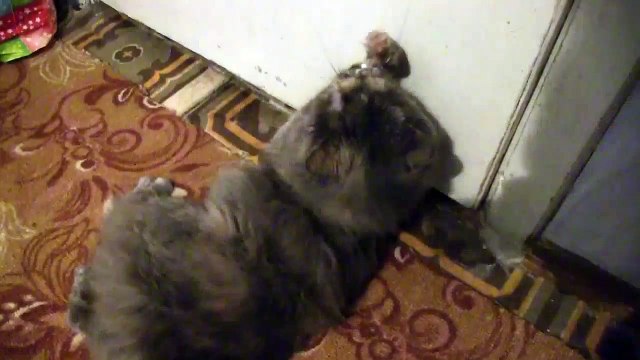 Best Cat funny Video Cat amusing plays Funny Cute Cat Videos Best Video funny catg