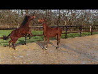 Fidji du Lorey - janvier 2016