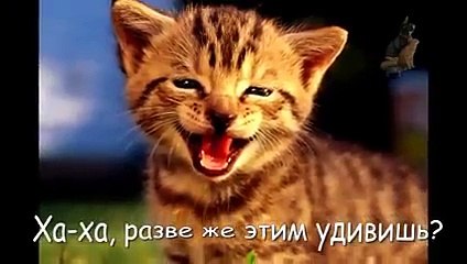 Best Funny Animals compilation 2016 Смешные Кошки или Конкурс Слабо по кошачьи!!!