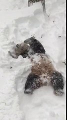 Cutest white and black panda bear rolls around in the snow having the time of his life!